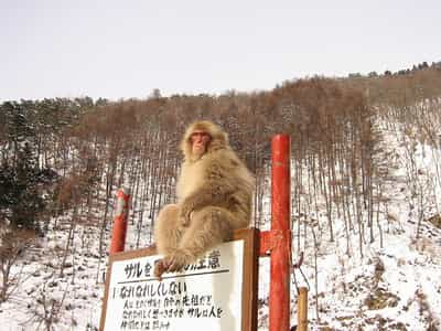 Poster of snow monkey sitting on a sign advising how to approach wild monkeys.  Great ambassador for the RWC 2019.